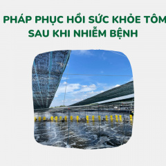 Giải pháp hồi phục nhanh chóng sức khỏe tôm, cá sau khi nhiễm bệnh